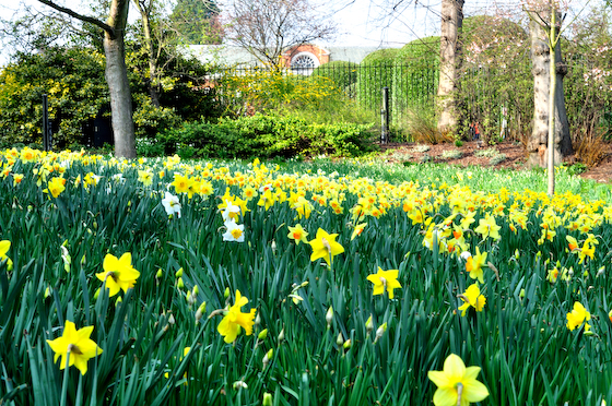 The flowers in kensington gardens