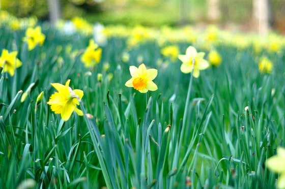 Zoom in flowers